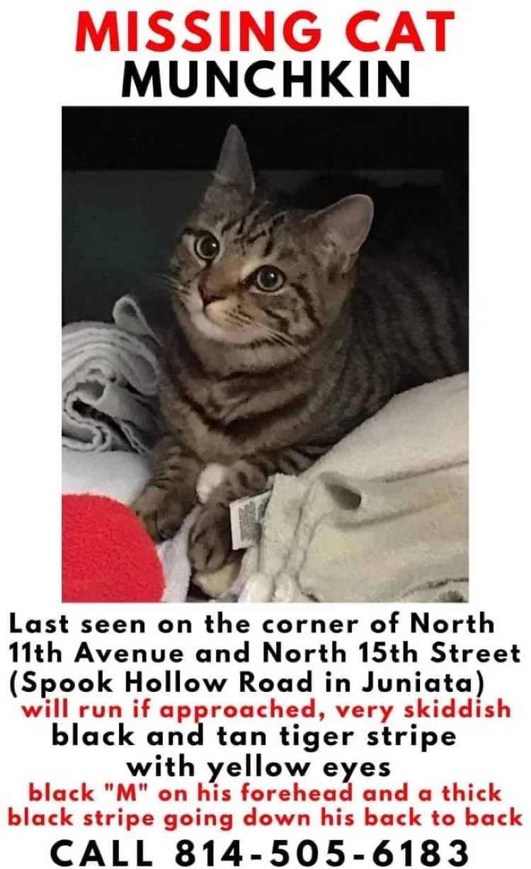 Lost cat in Altoona, PA, 16601