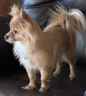 Lost dog in North Salt Lake, UT, 84054