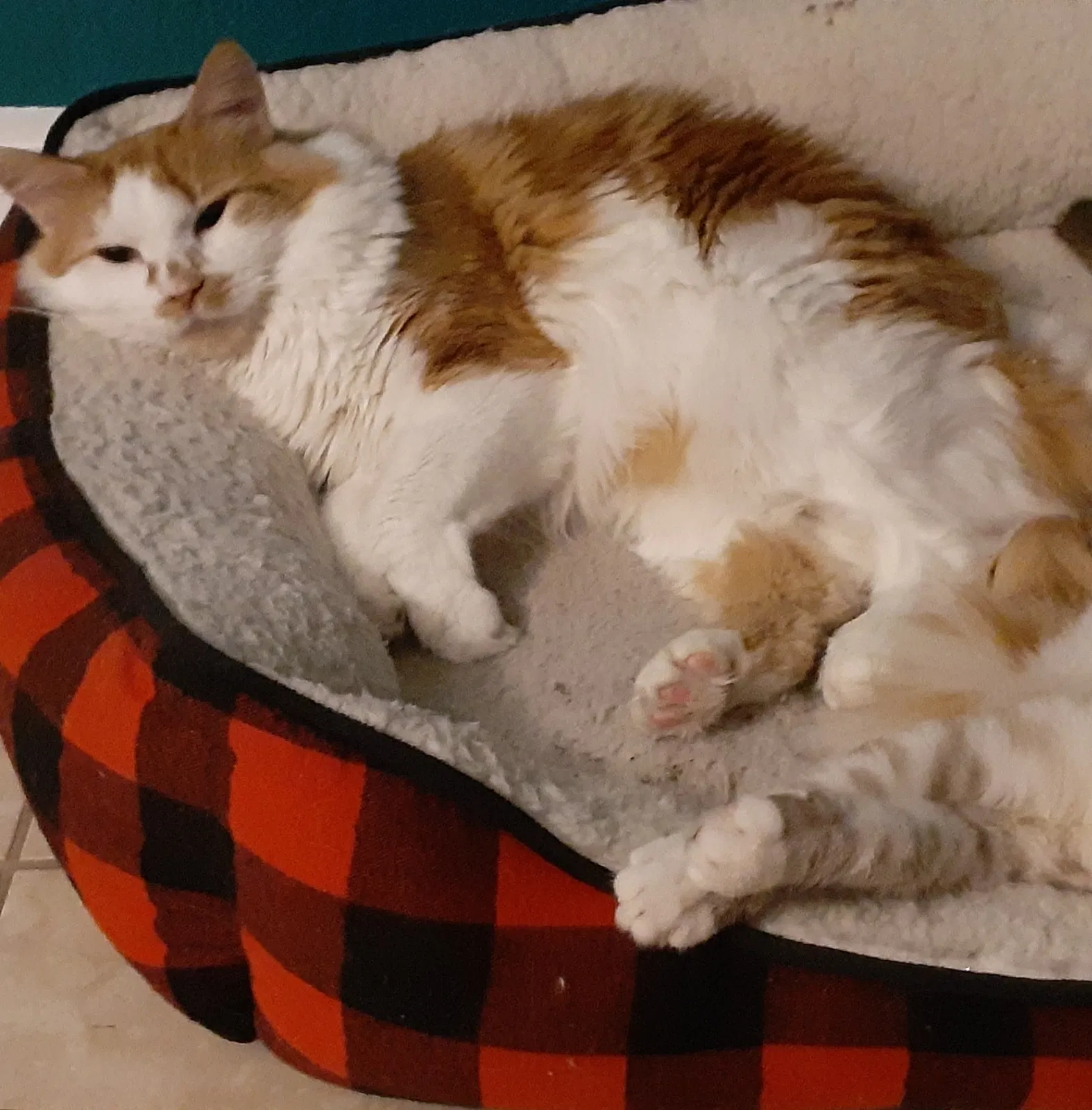 Lost cat in Lehigh Acres, FL, 33971