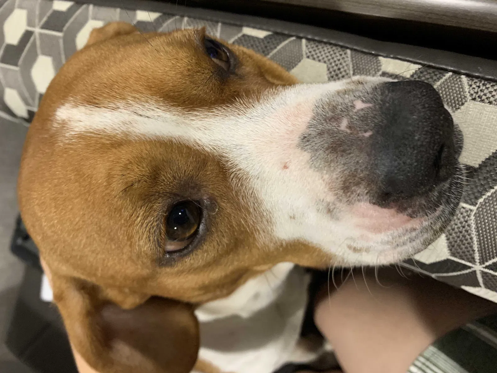 Lost dog in Kenner, LA, 70065