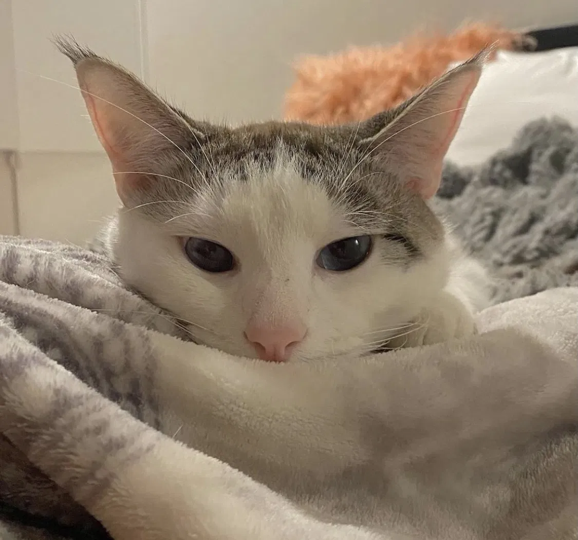 Lost cat in Acton, CA, 93510