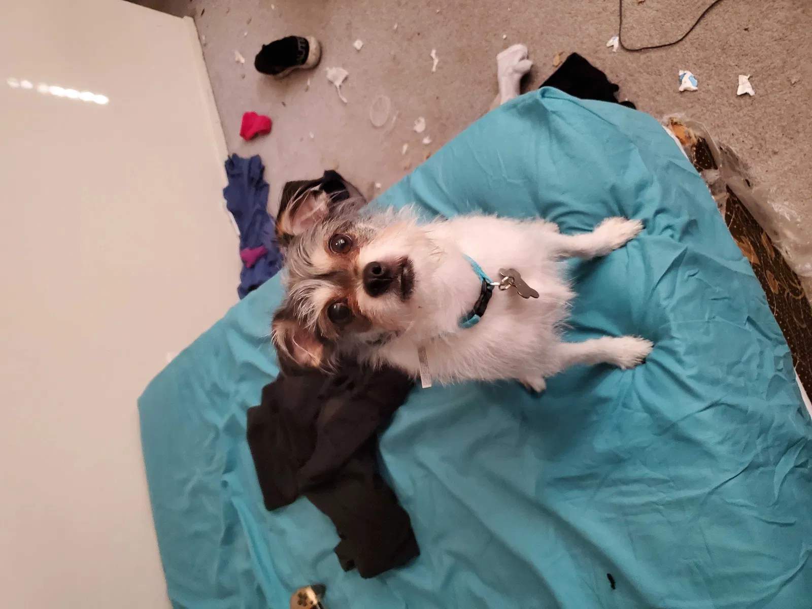 Lost dog in San Tan Valley, AZ, 85140