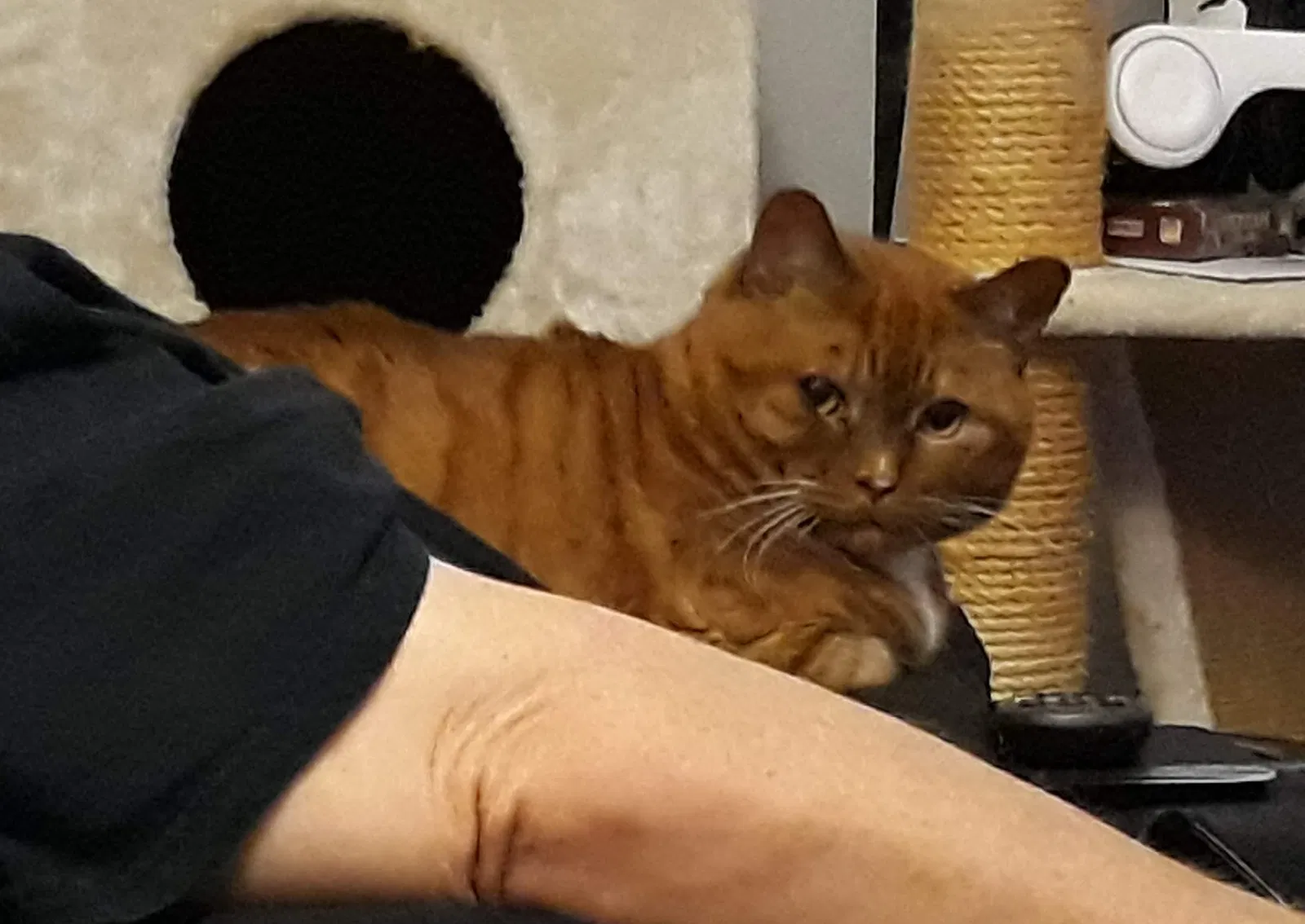 Lost cat in Topeka, KS, 66604
