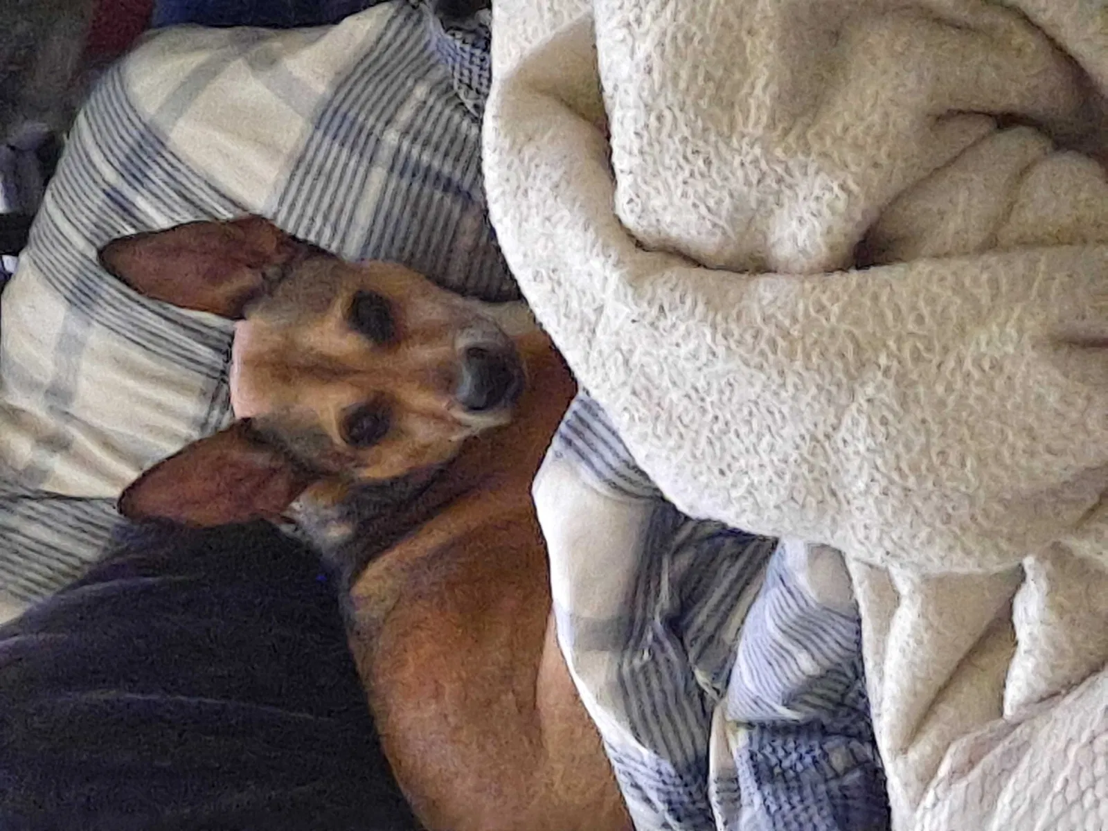 Lost dog in Mount Morris, MI, 48458