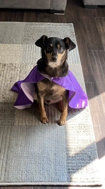 Lost dog in West Bloomfield, MI, 48323