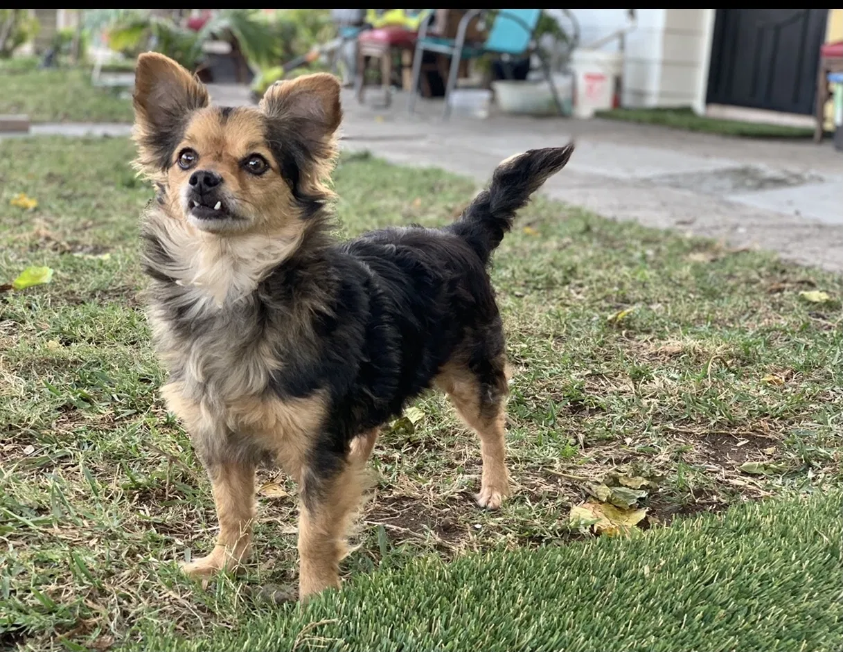 Lost dog in Anaheim, CA, 92801