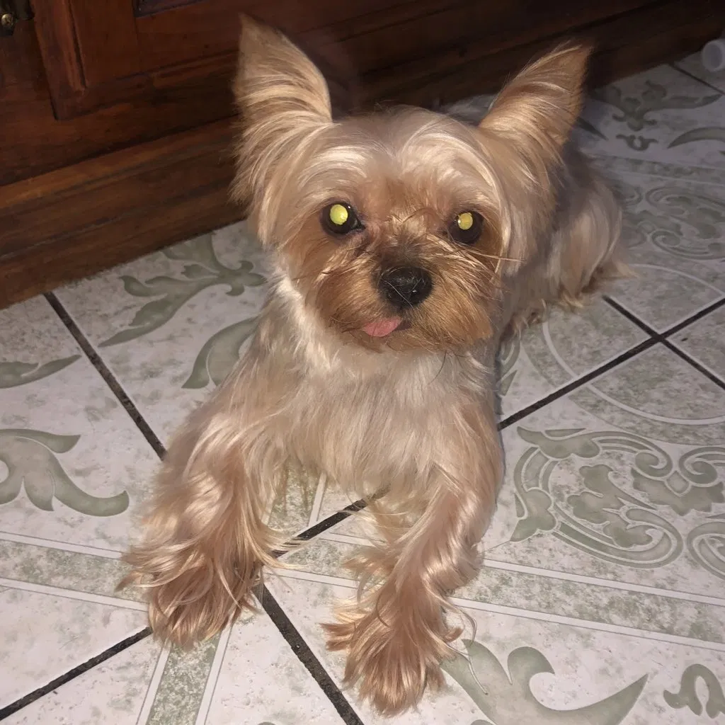 Lost dog in Los Angeles, CA, 90011