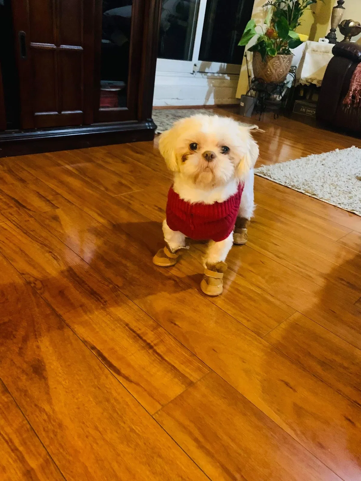 Lost dog in Bronx, NY, 10469