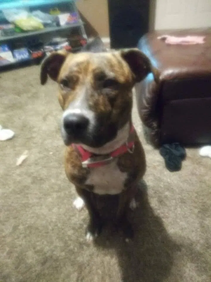 Lost dog in Jackson, MS, 39204