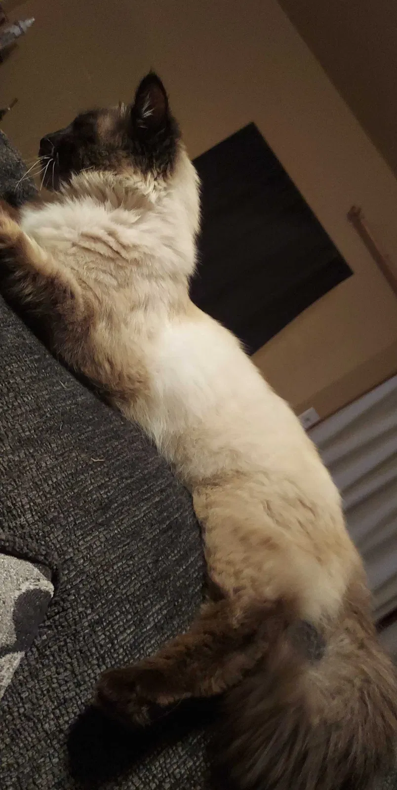 Lost cat in Redding, CA, 96001