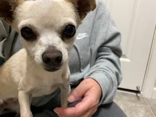 Found dog in Stockton, CA, 95212