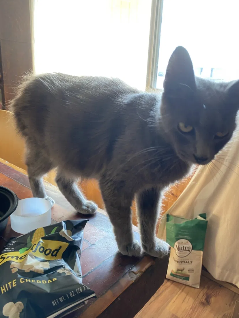 Lost cat in Crescent City, CA, 95531