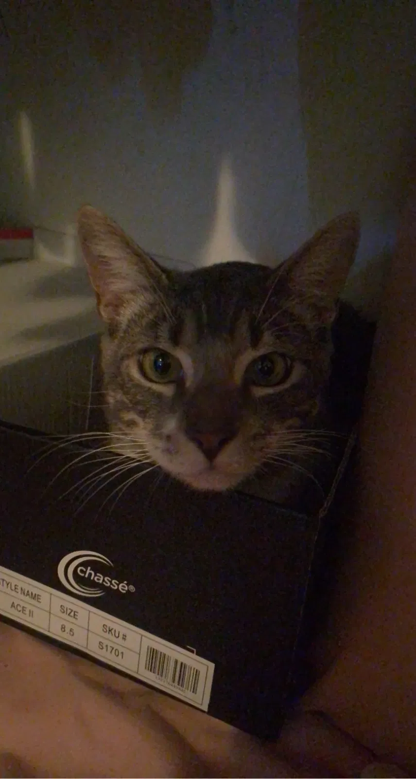 Lost cat in Chino, CA, 91710