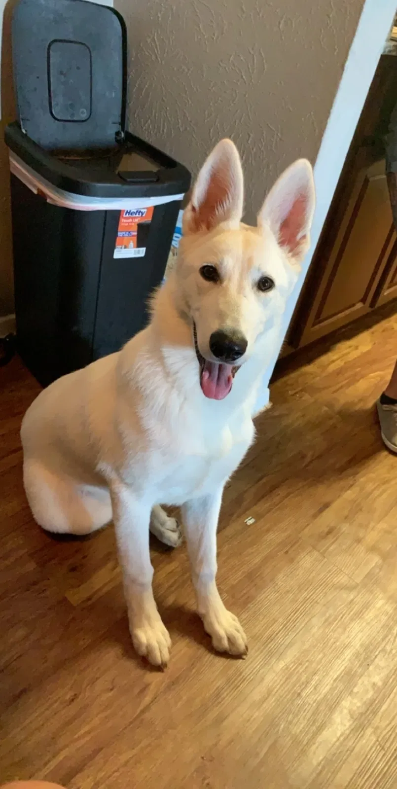 Lost dog in Lewisville, TX, 75067