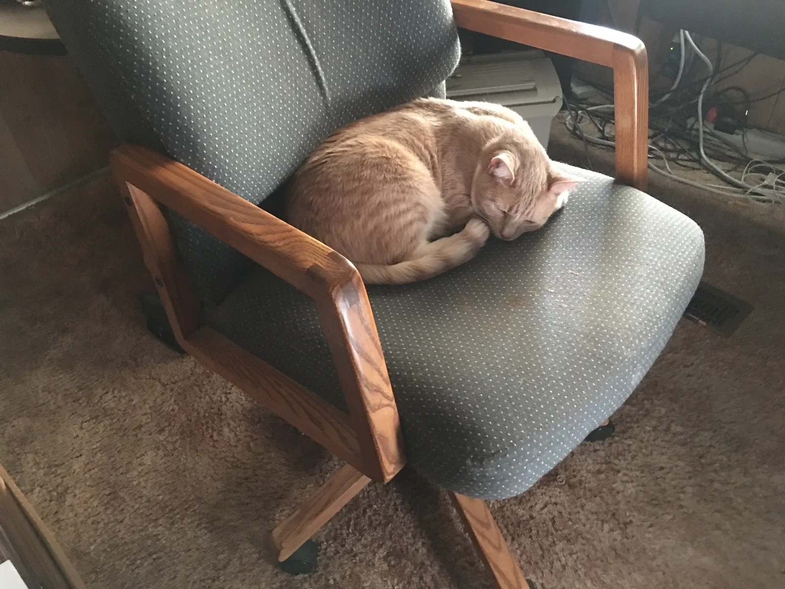Lost cat in Menifee, CA, 92584