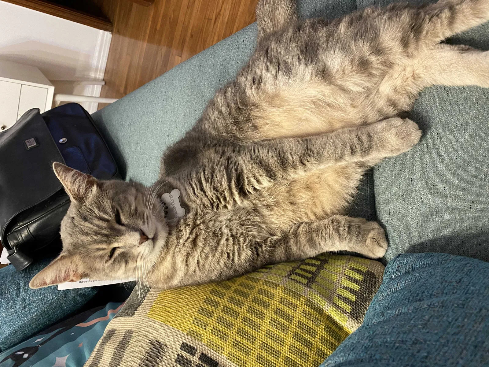 Lost cat in Los Angeles, CA, 90036
