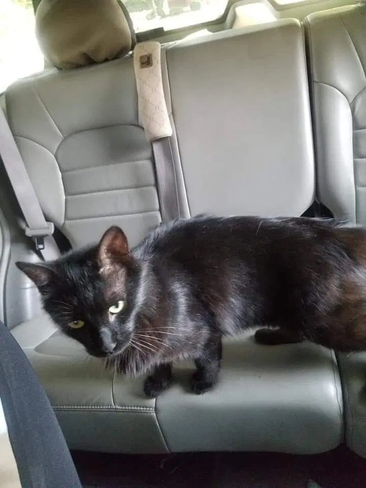 Lost cat in Gaffney, SC, 29340