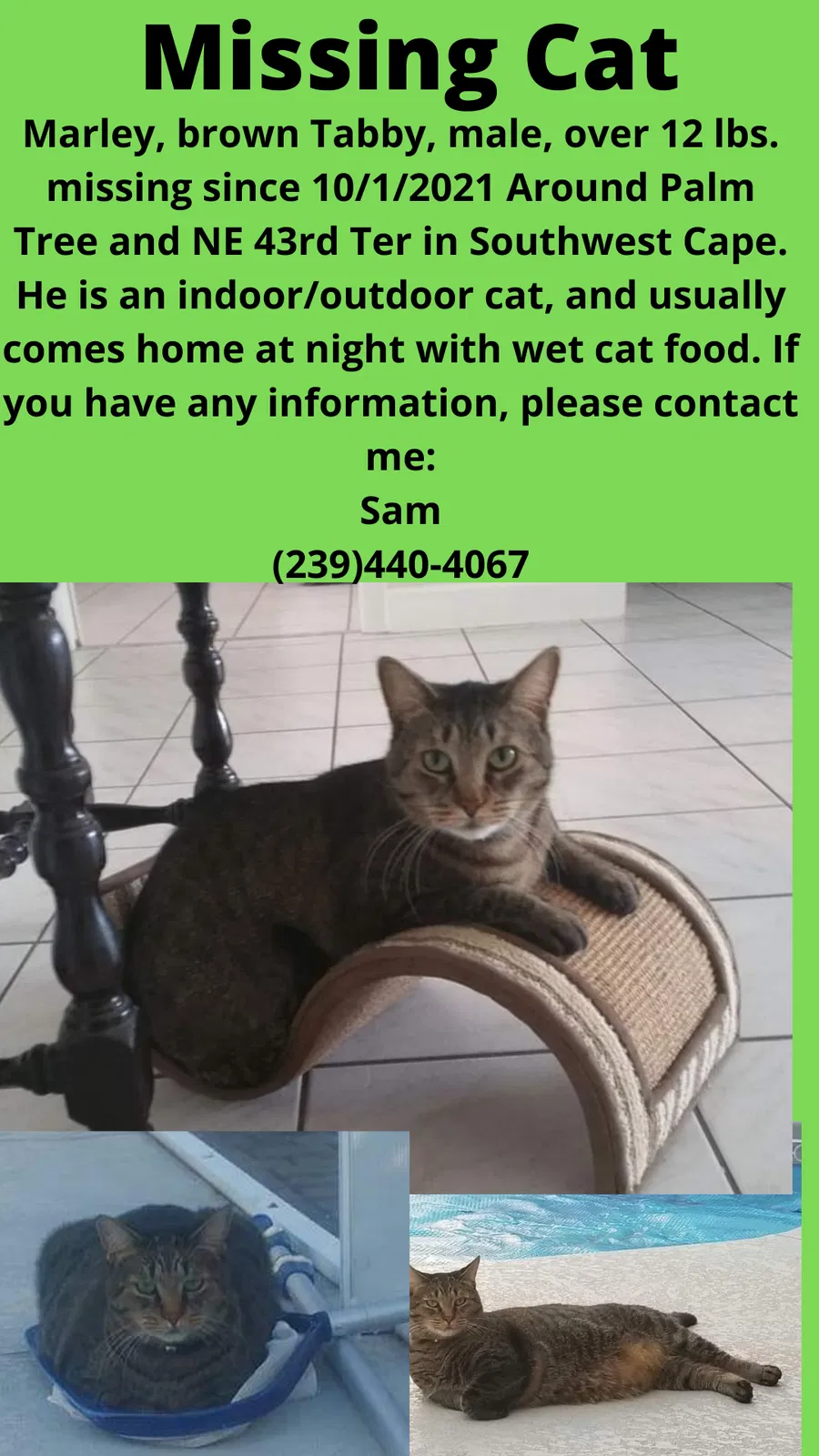 Lost cat in Cape Coral, FL, 33904