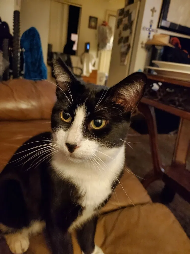 Lost cat in Salinas, CA, 93906