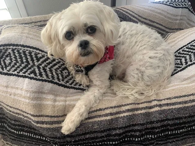 Lost dog in Bloomington, CA, 92316