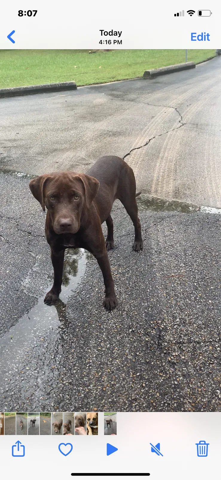 Found dog in Hattiesburg, MS, 39402