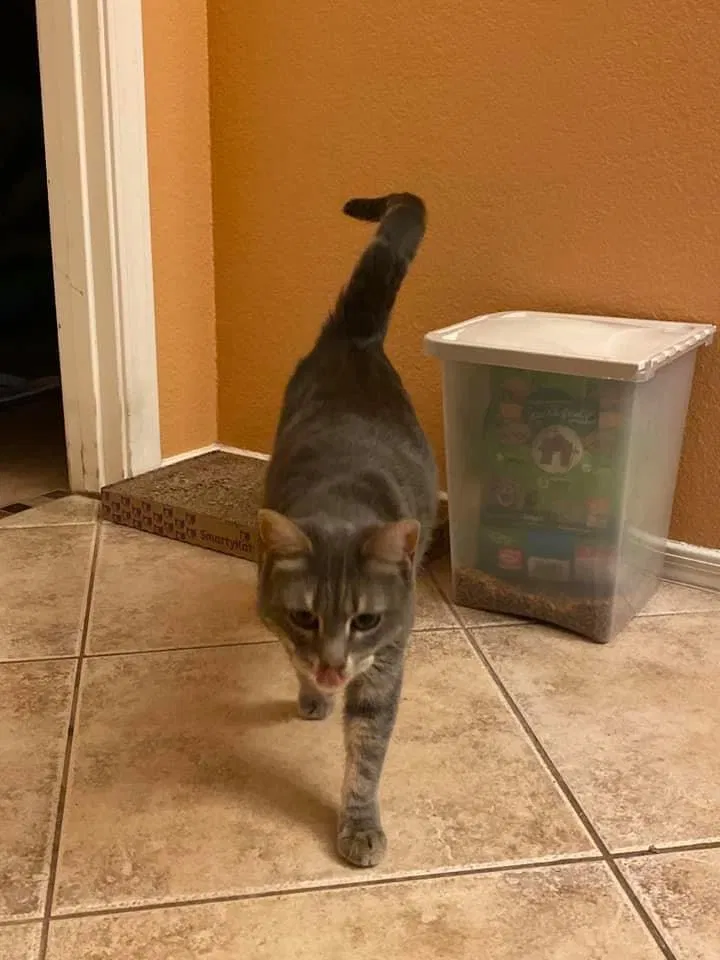 Lost cat in Florence, AZ, 85132