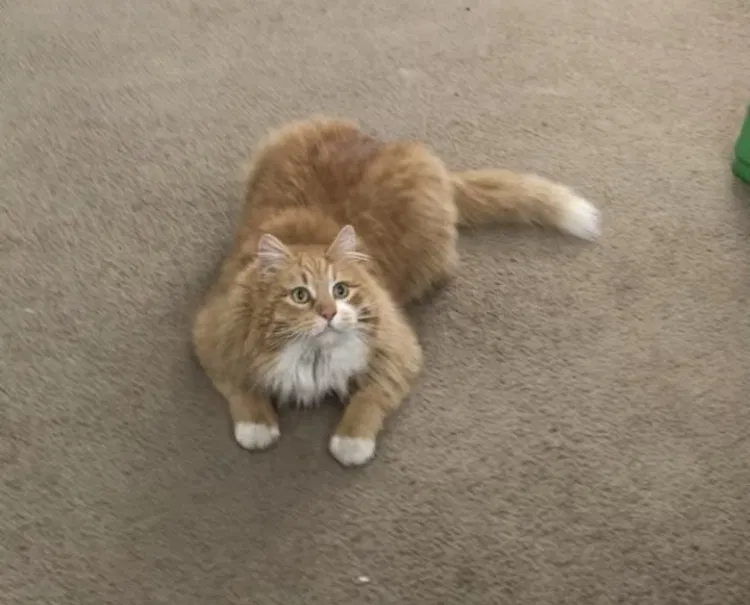 Lost cat in Nampa, ID, 83687