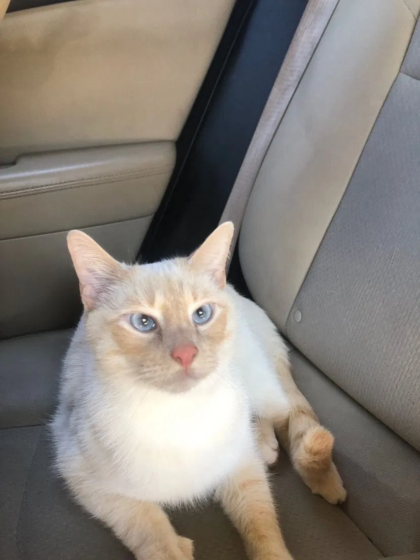 Lost cat in Lexington, KY, 40509