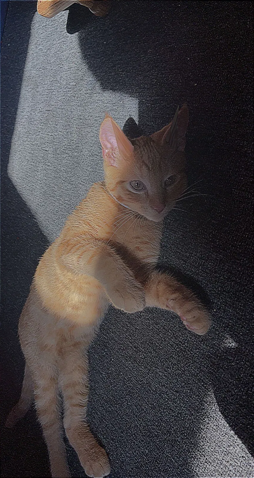 Lost cat in Hemet, CA, 92543