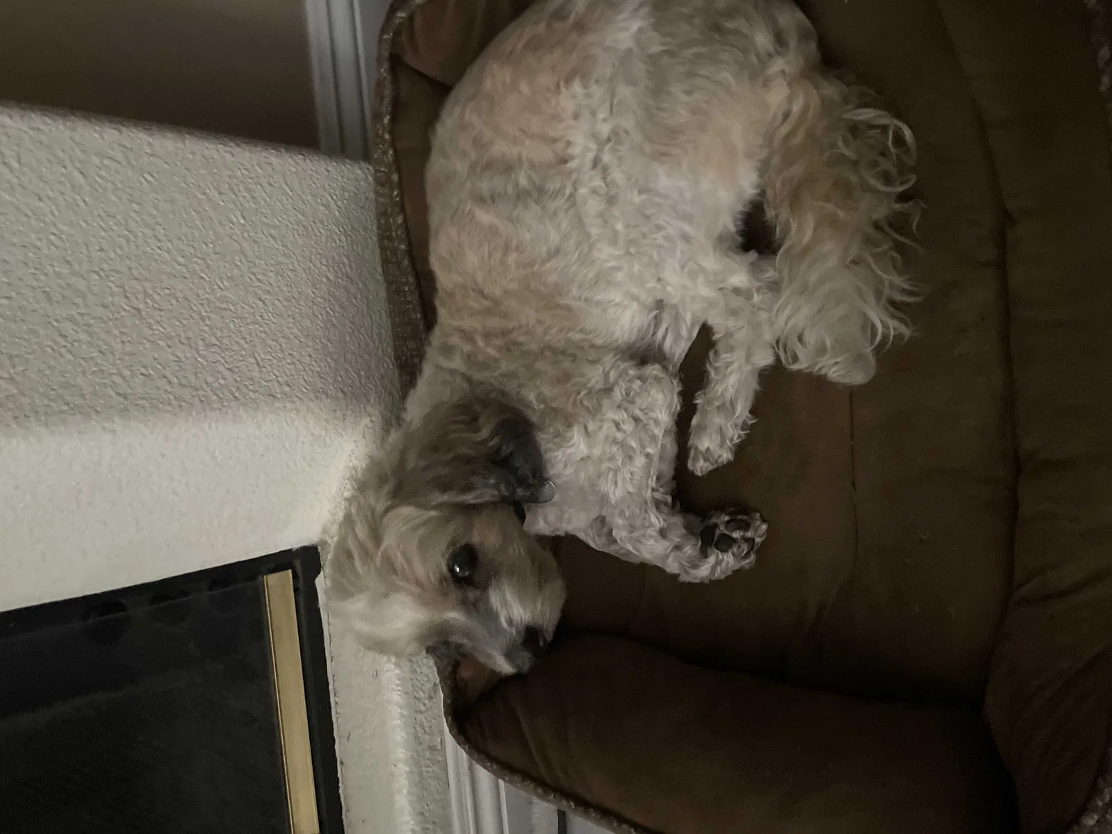 Lost dog in Chino Hills, CA, 91709