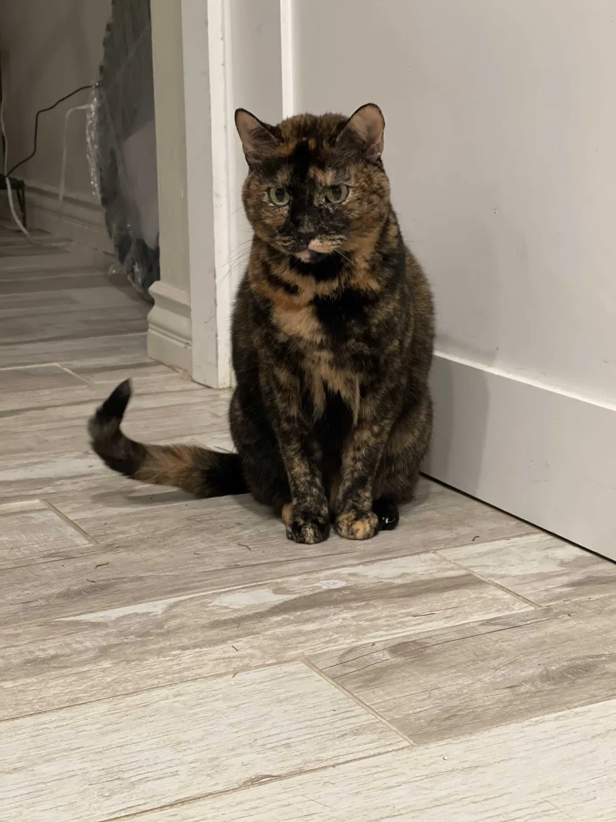 Lost cat in Costa Mesa, CA, 92627