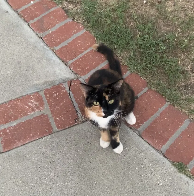 Lost cat in Norwalk, CA, 90650