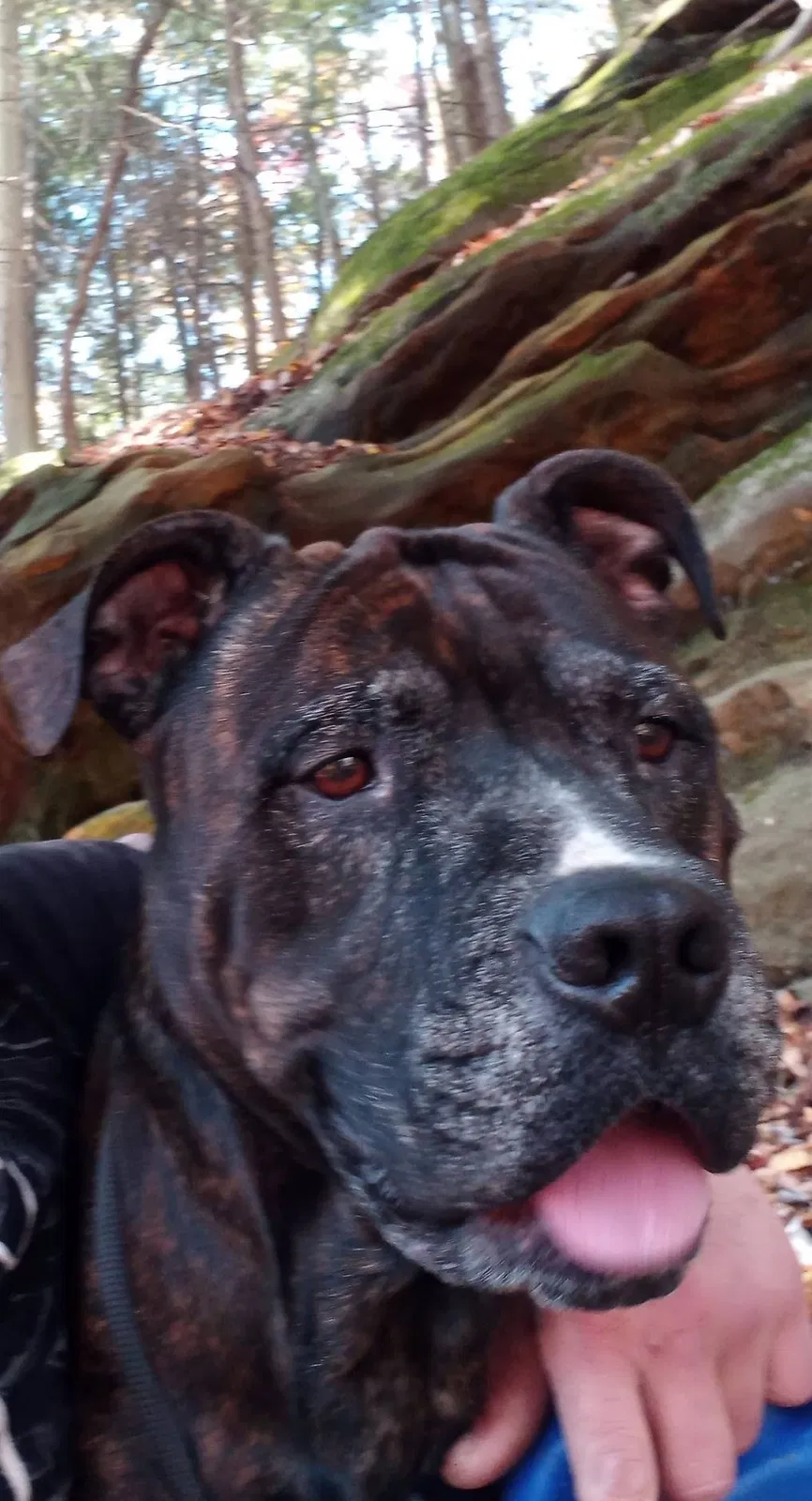 Lost dog in Canton, OH, 44702