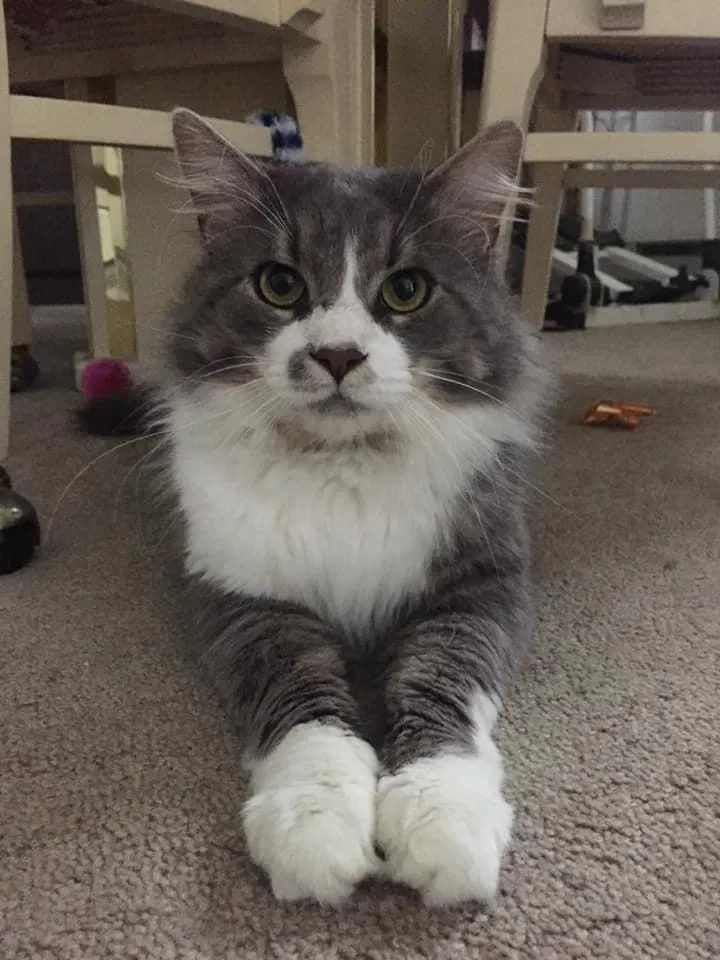 Lost cat in Greens Fork, IN, 47345