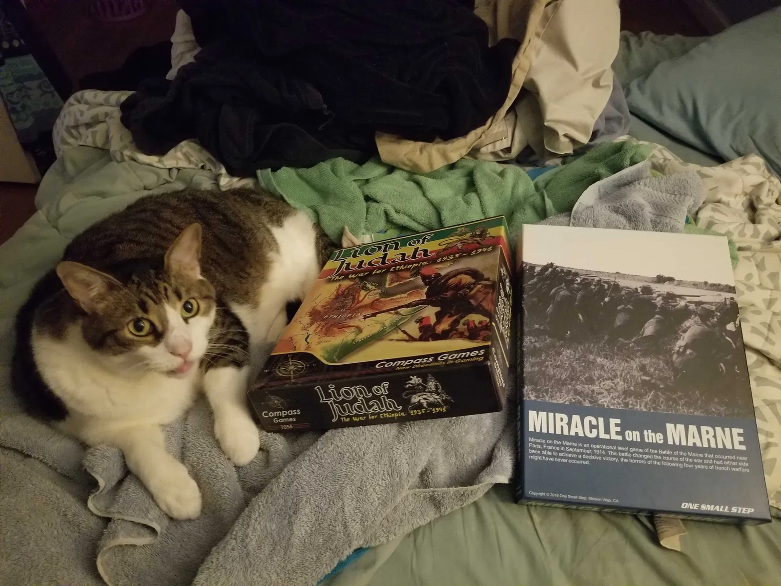 Lost cat in Silver Spring, MD, 20910