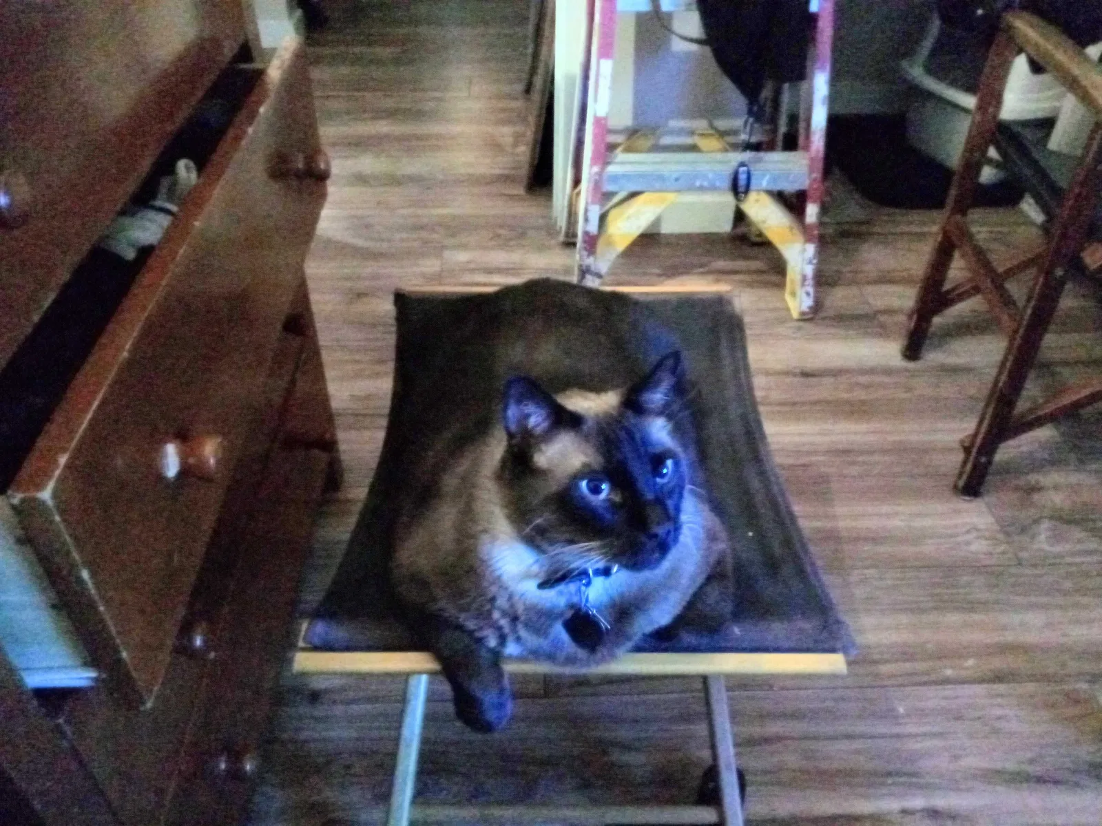 Lost cat in Colorado Springs, CO, 80909