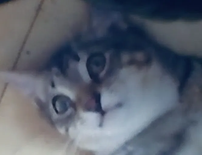 Lost cat in Wilmington, CA, 90744