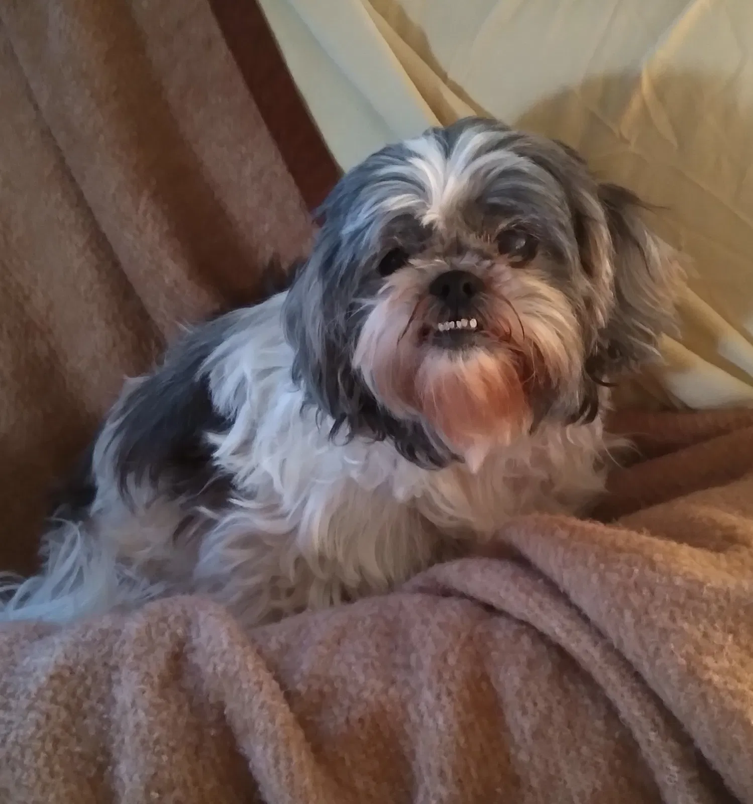 Lost dog in Bronson, FL, 32621