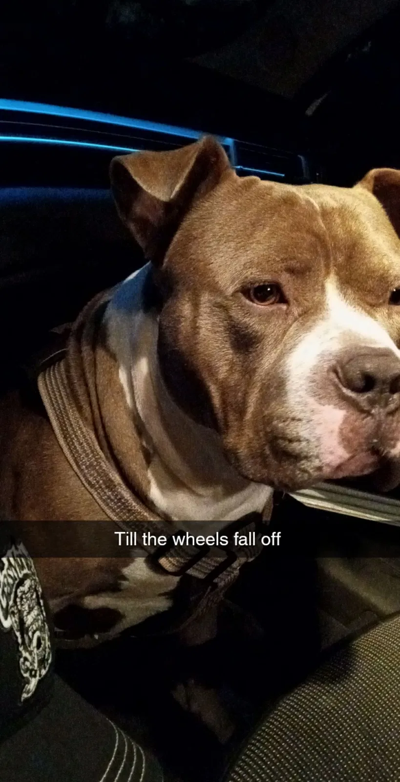 Lost dog in Dallas, TX, 75224