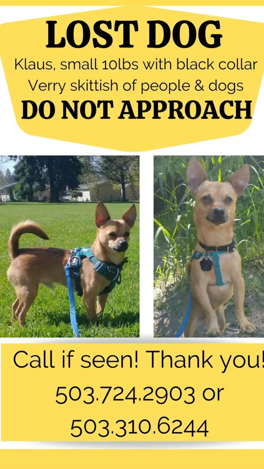 Lost dog in Portland, OR, 97214