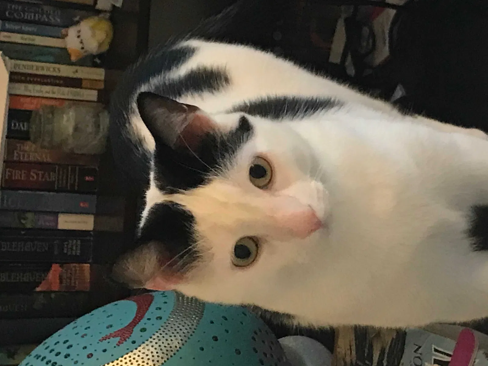 Lost cat in Tryon, NC, 28782