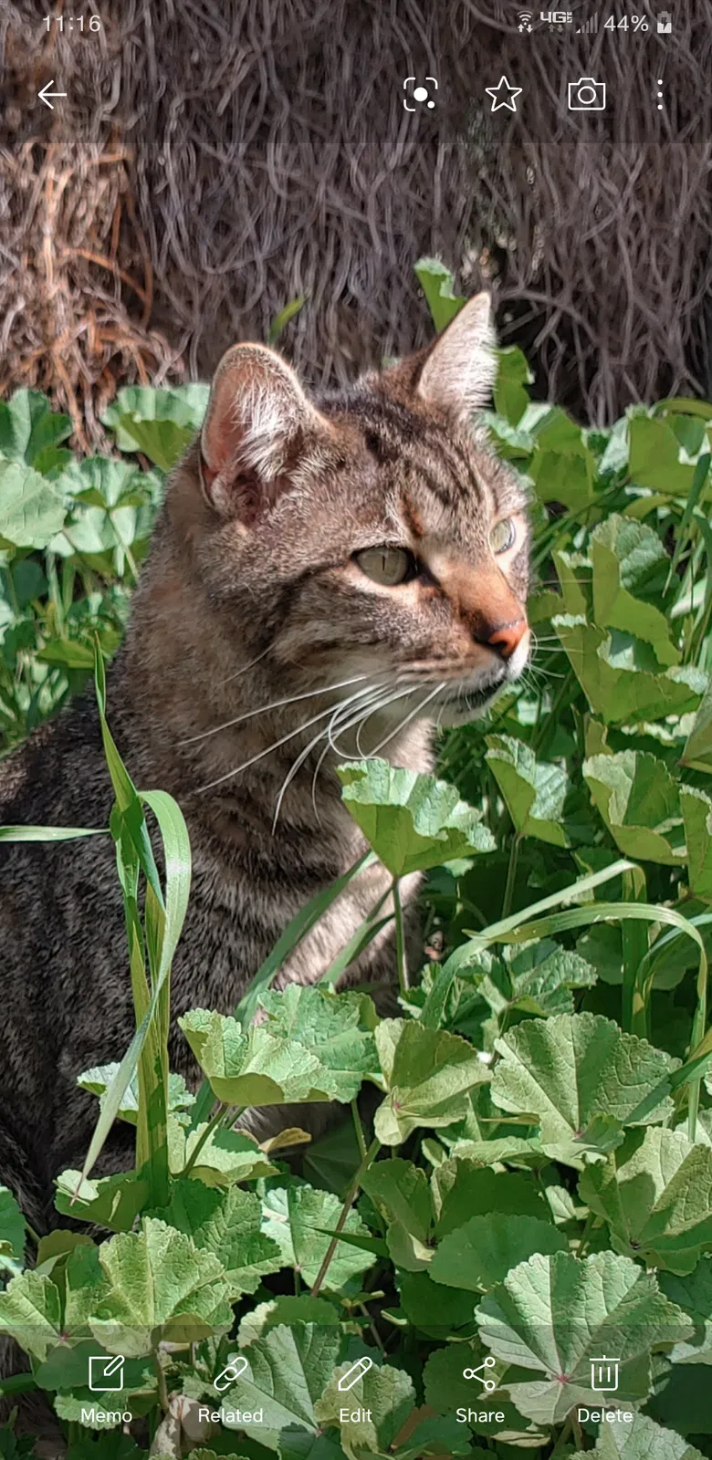 Lost cat in San Diego, CA, 92120