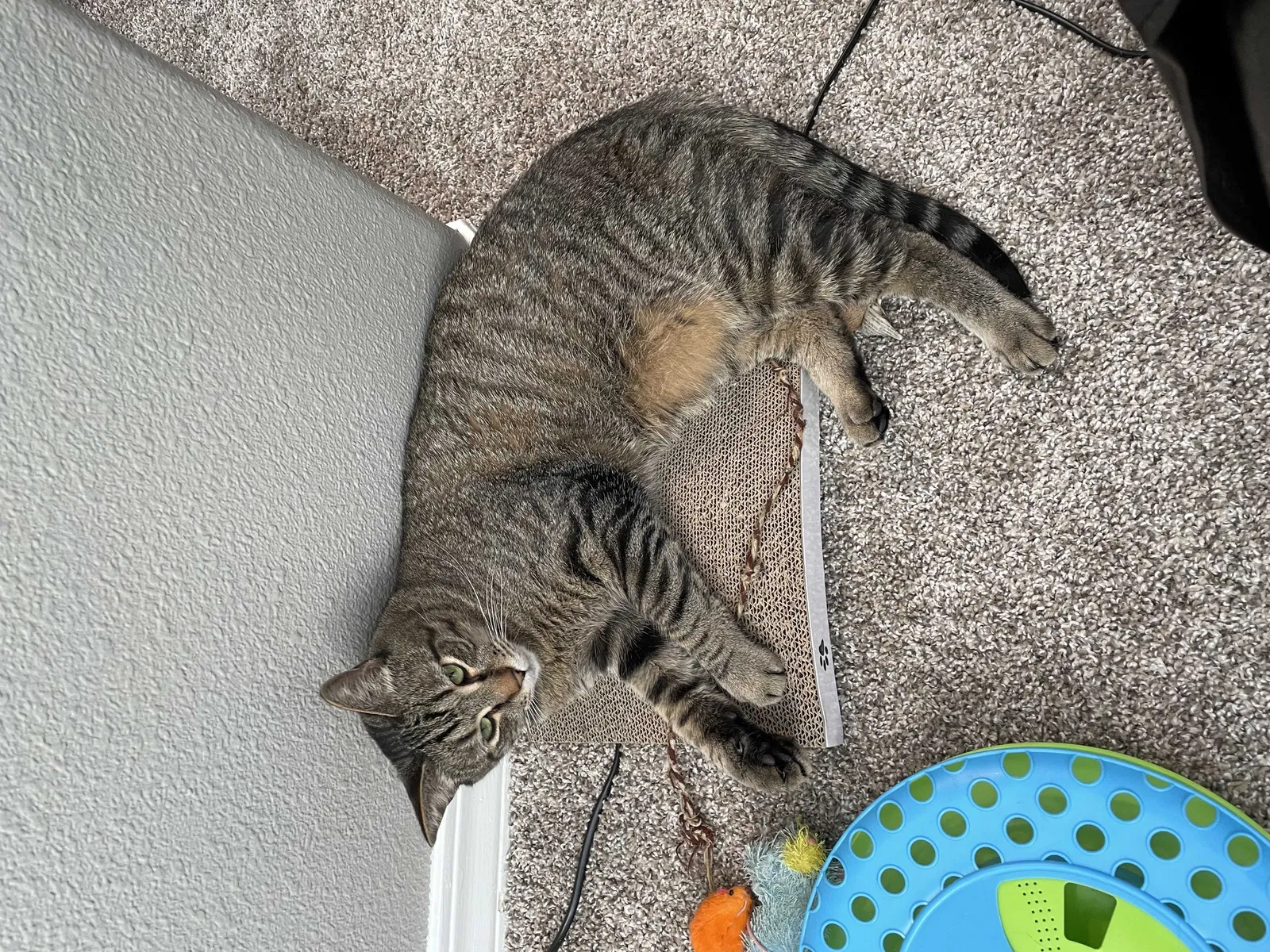 Lost cat in Louisville, CO, 80027