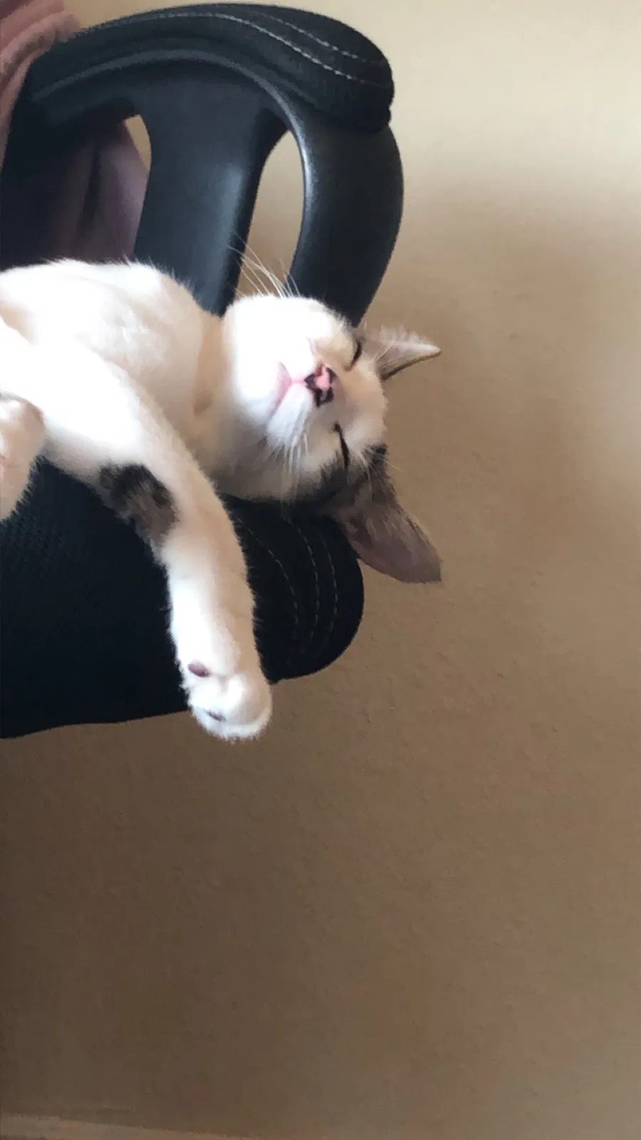Lost cat in Keller, TX, 76244