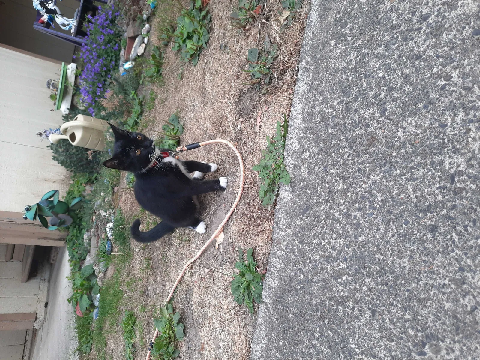 Lost cat in Battle Ground, WA, 98604