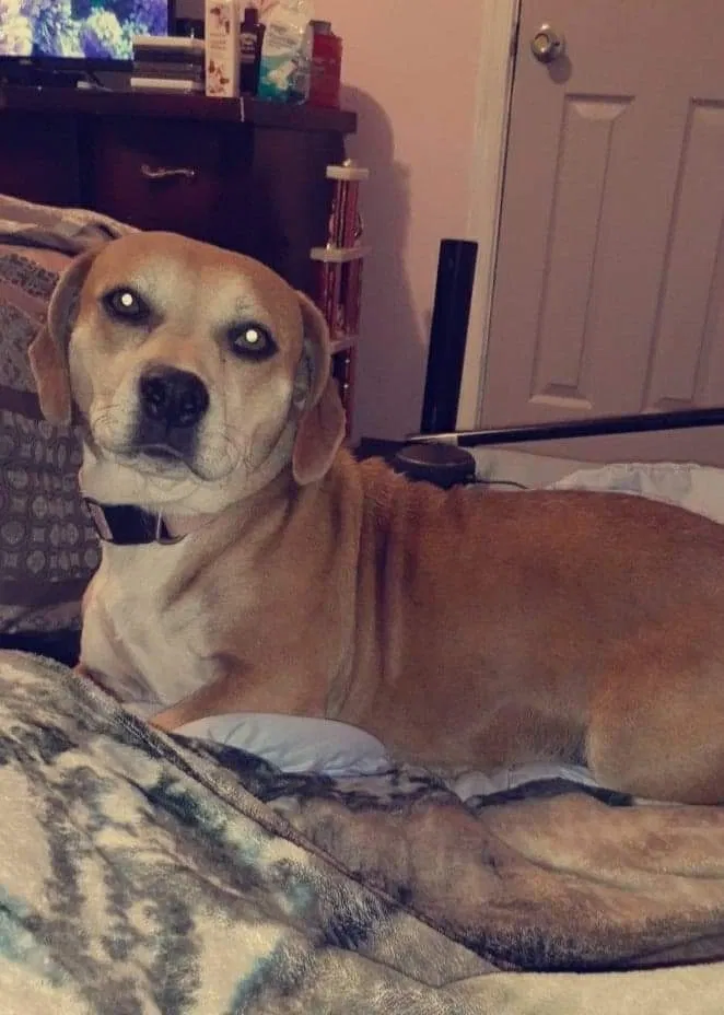 Lost dog in Mechanicsville, MD, 20659
