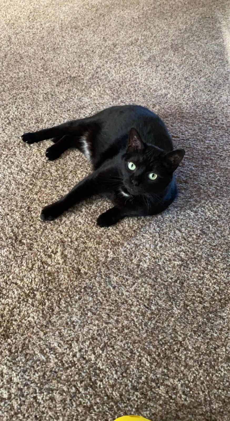 Lost cat in Indianapolis, IN, 46237