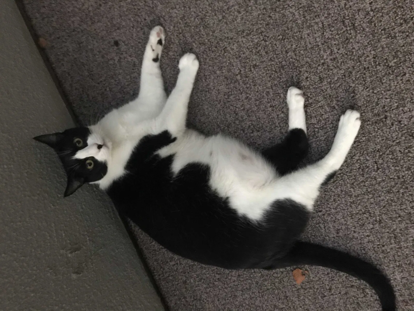 Lost cat in Tryon, NC, 28782