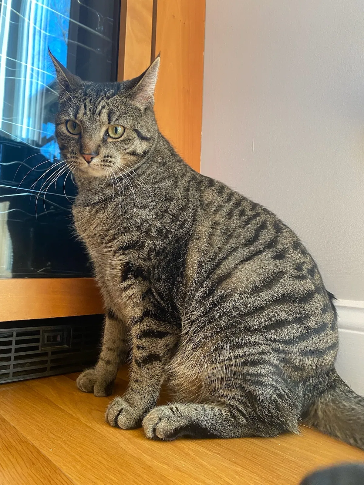 Lost cat in Boxford, MA, 1921