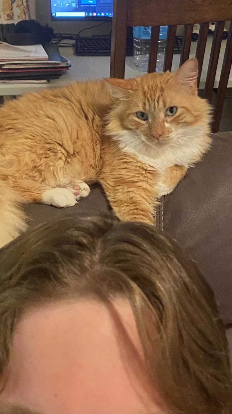 Lost cat in New Braunfels, TX, 78130